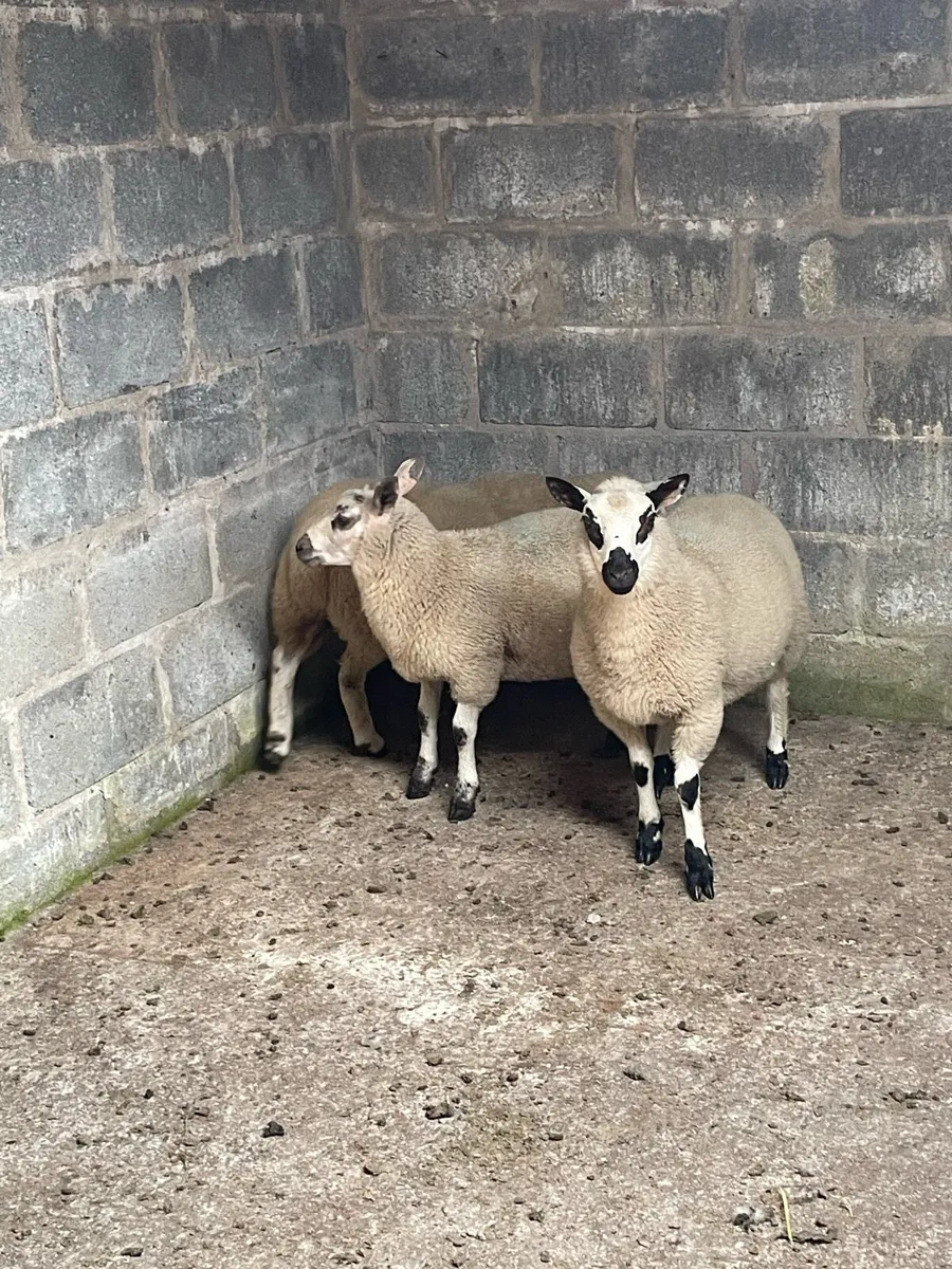 Lambs - Image 2