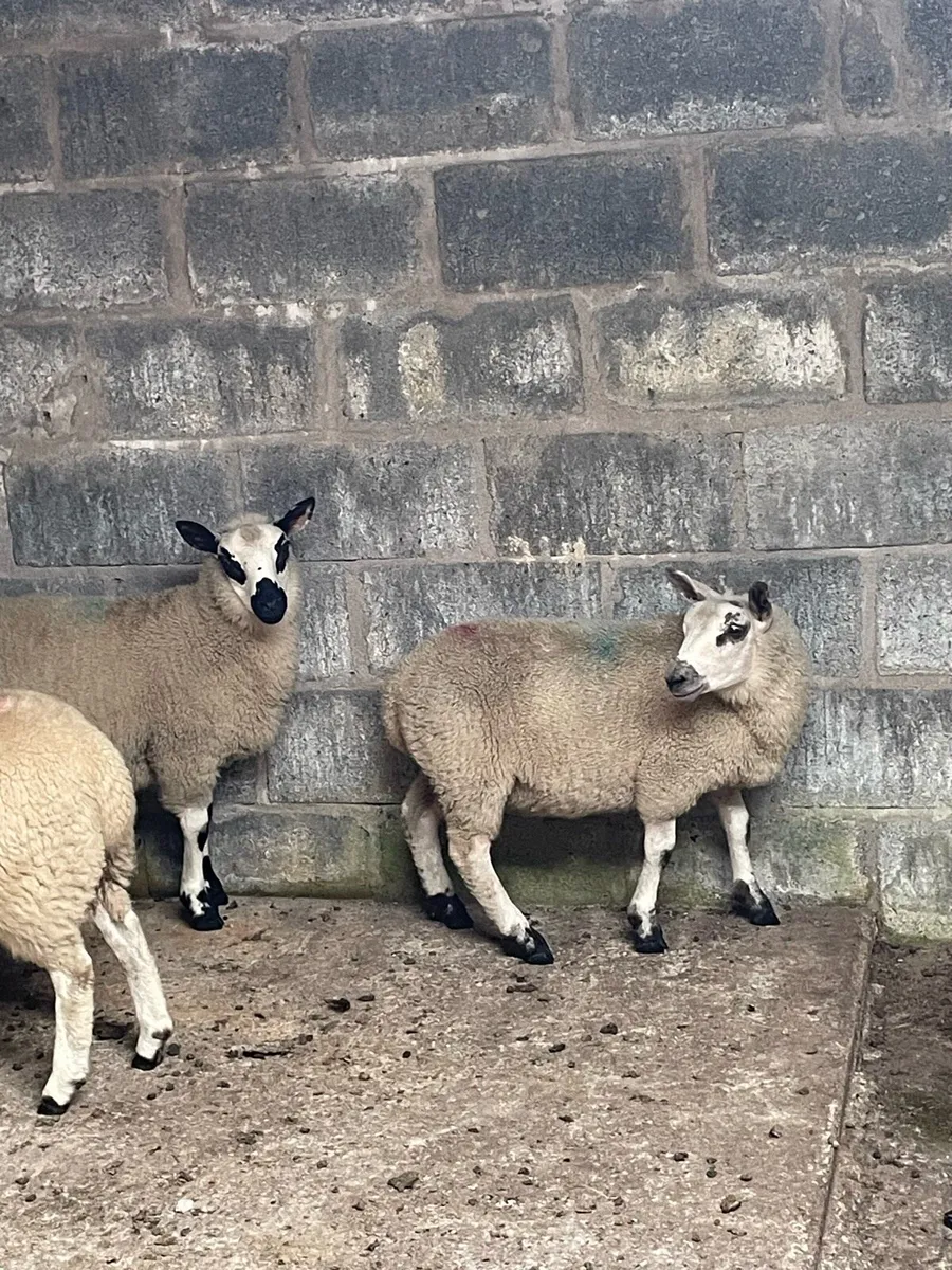 Lambs - Image 1