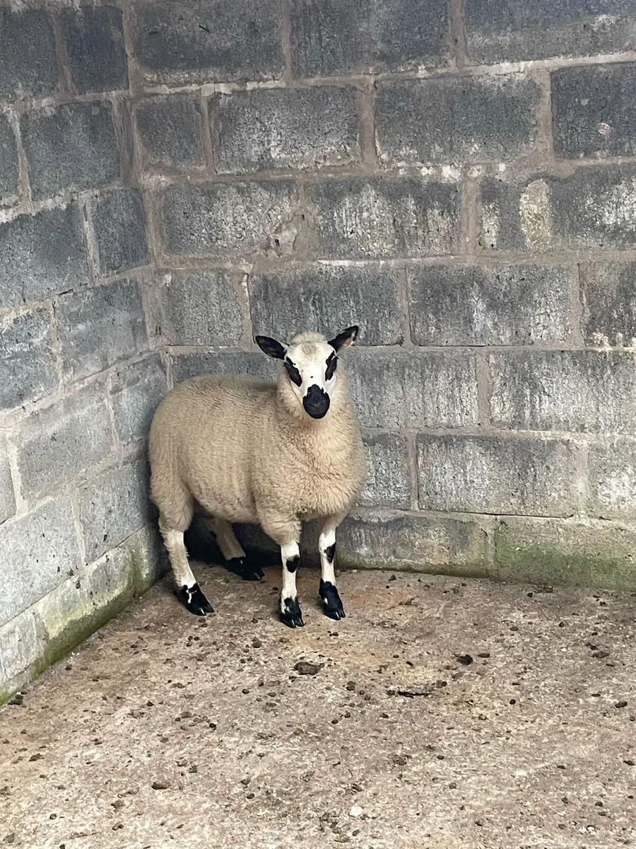Lambs - Image 3