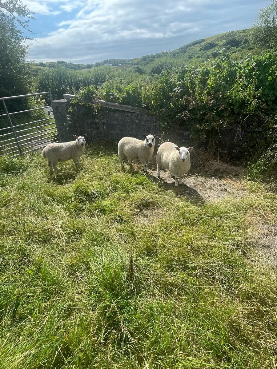 Lambs - Image 4
