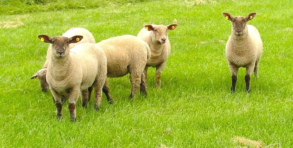 Suffolk Charollais  X  Ewe Lambs - Image 2