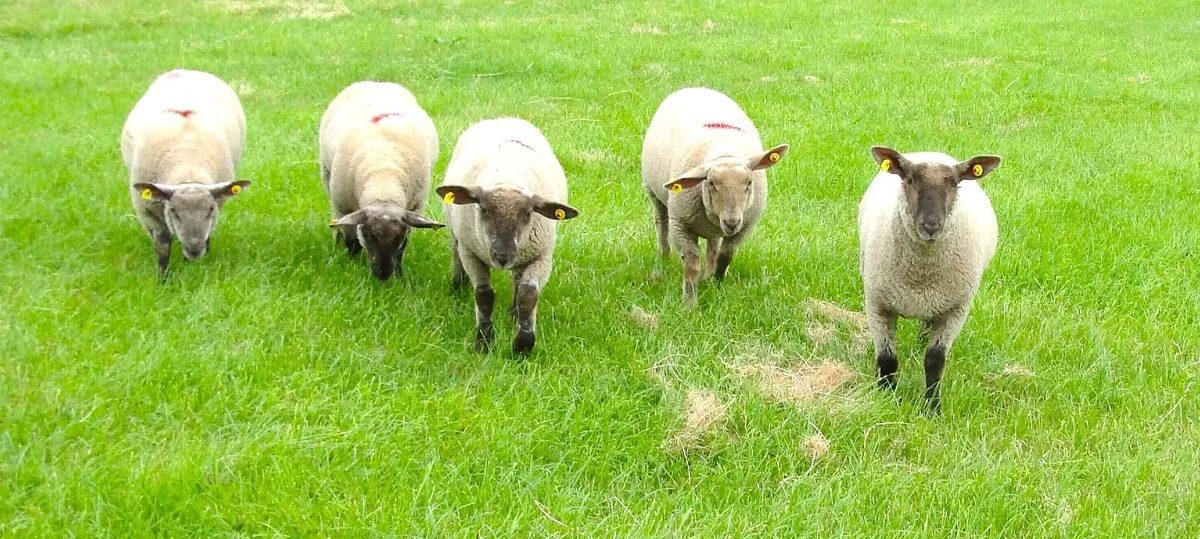 Suffolk Charollais  X  Ewe Lambs - Image 1