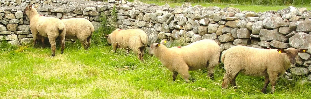 Suffolk Charollais  X  Ewe Lambs - Image 3