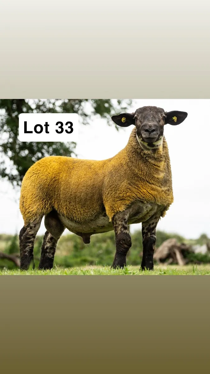 Suftex and Chartex Rams - Image 3