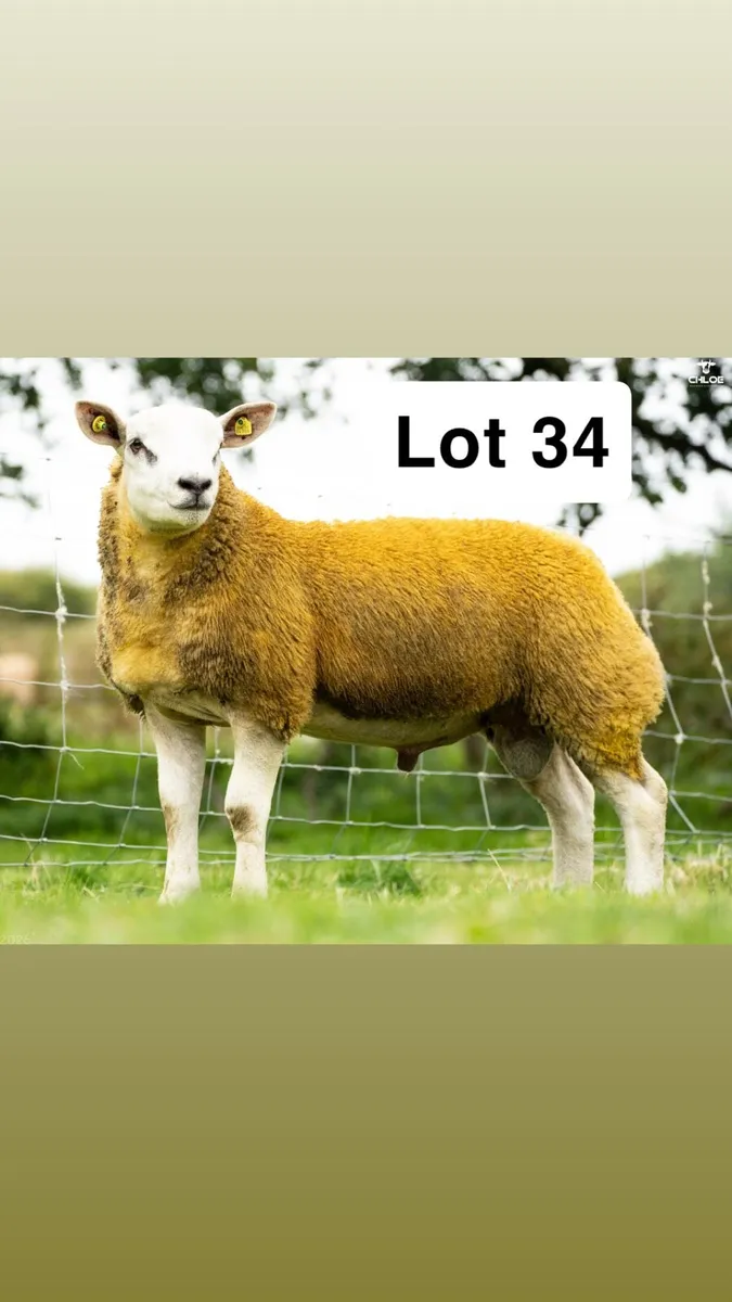 Suftex and Chartex Rams - Image 4