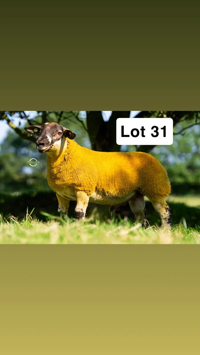 Suftex and Chartex Rams - Image 1
