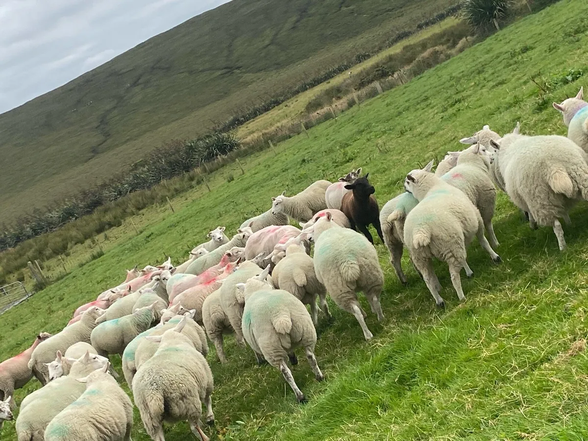 70 real good quality store lambs - Image 2