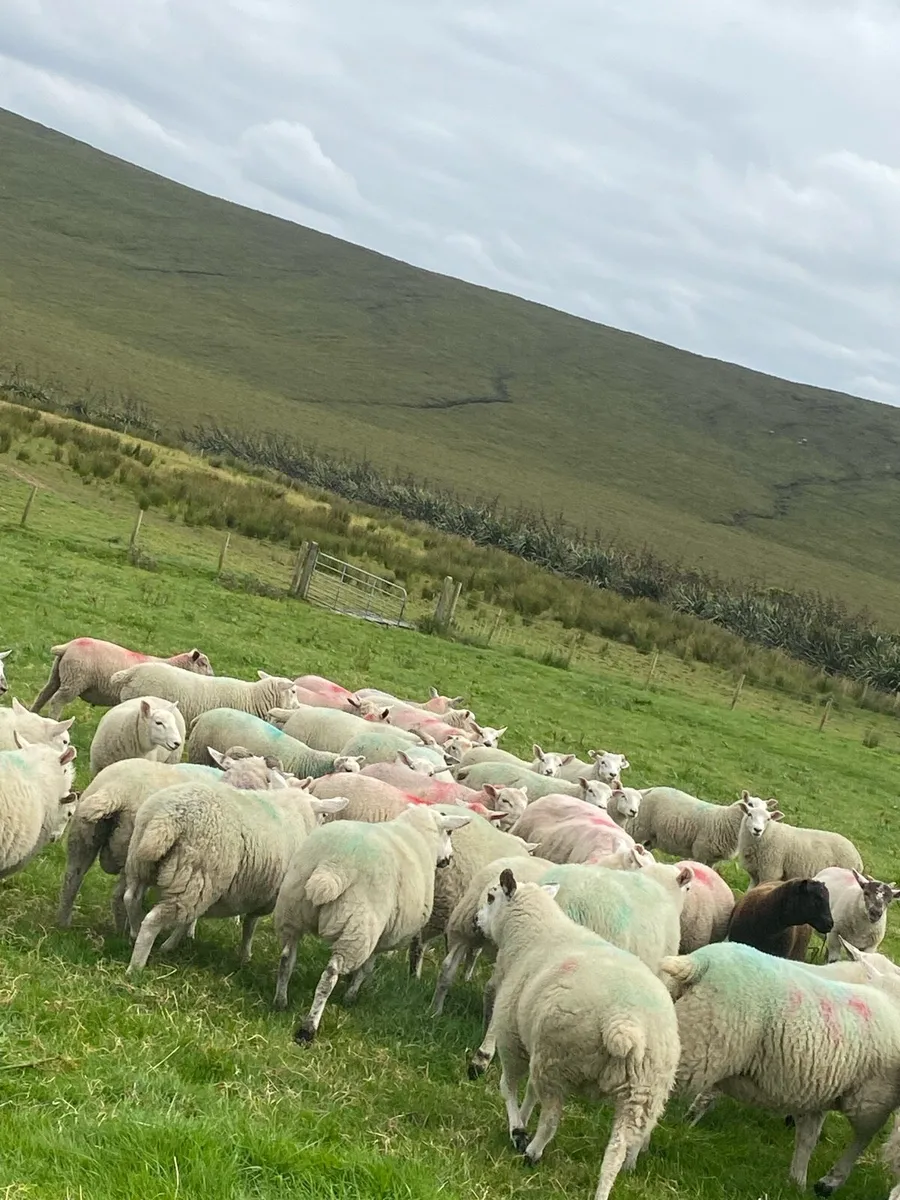 70 real good quality store lambs - Image 3