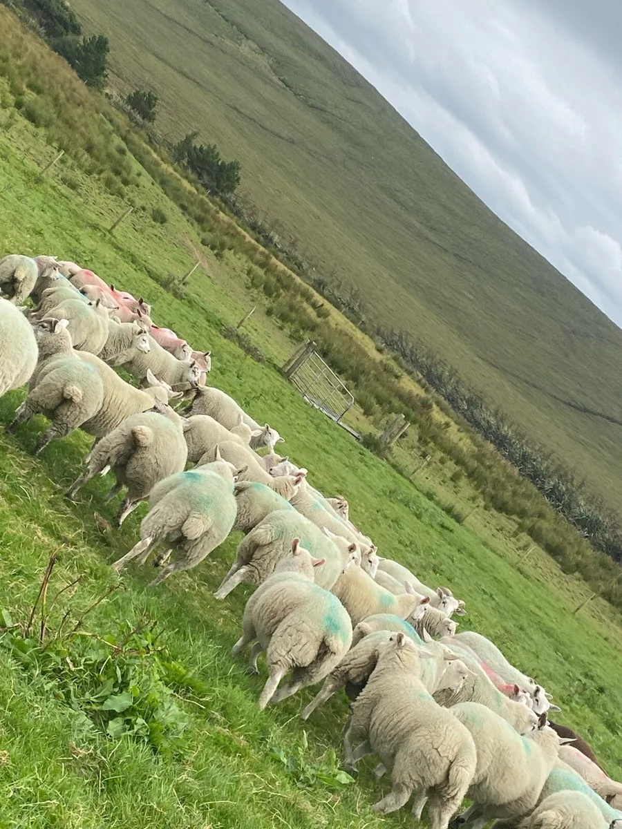 70 real good quality store lambs - Image 4