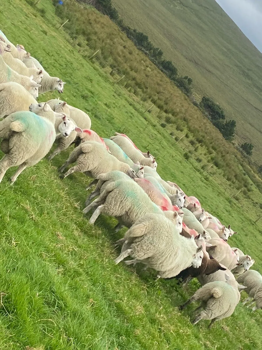 70 real good quality store lambs - Image 1