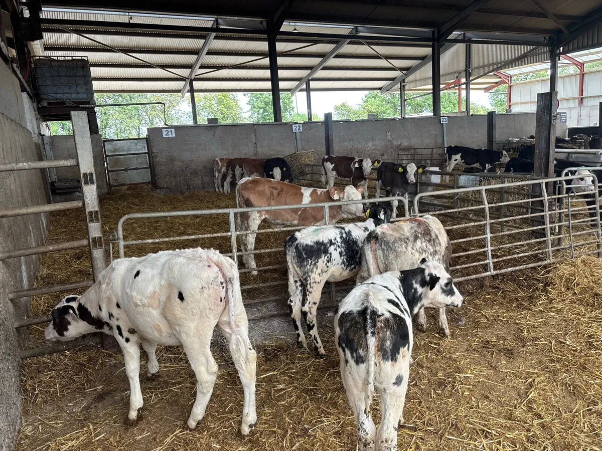 4 super weaned blue heifers - Image 2
