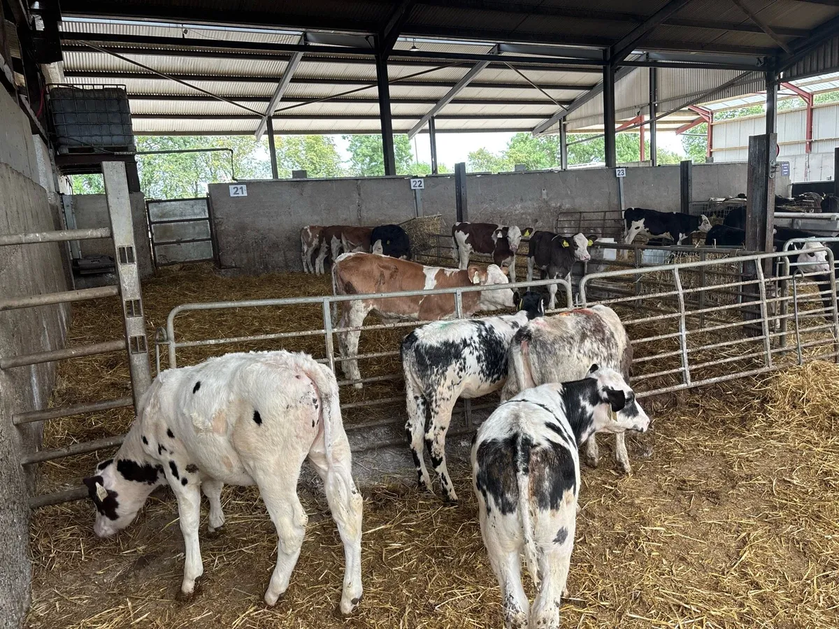 4 super weaned blue heifers - Image 1