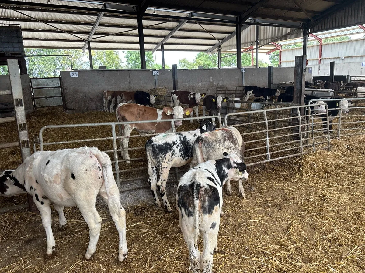 4 super weaned blue heifers - Image 4