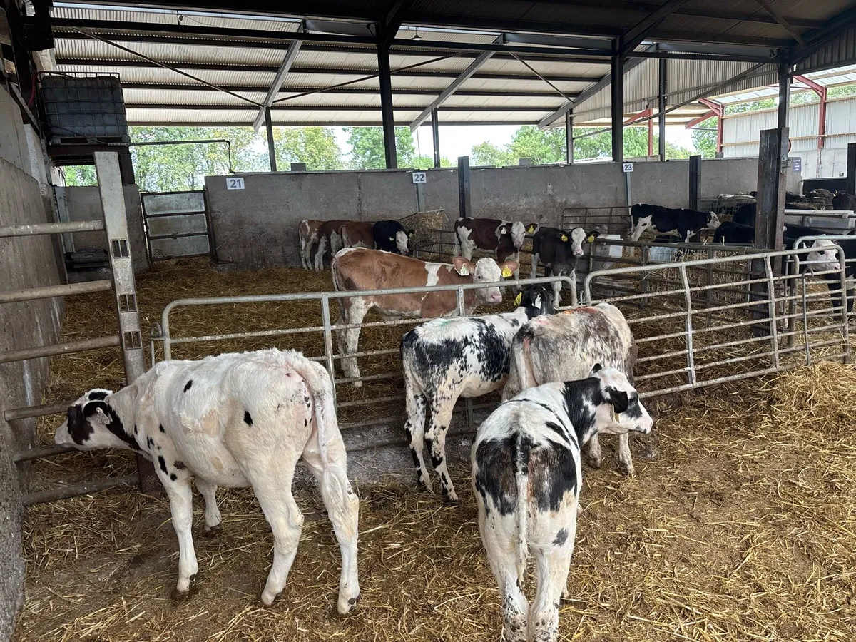 4 super weaned blue heifers - Image 3