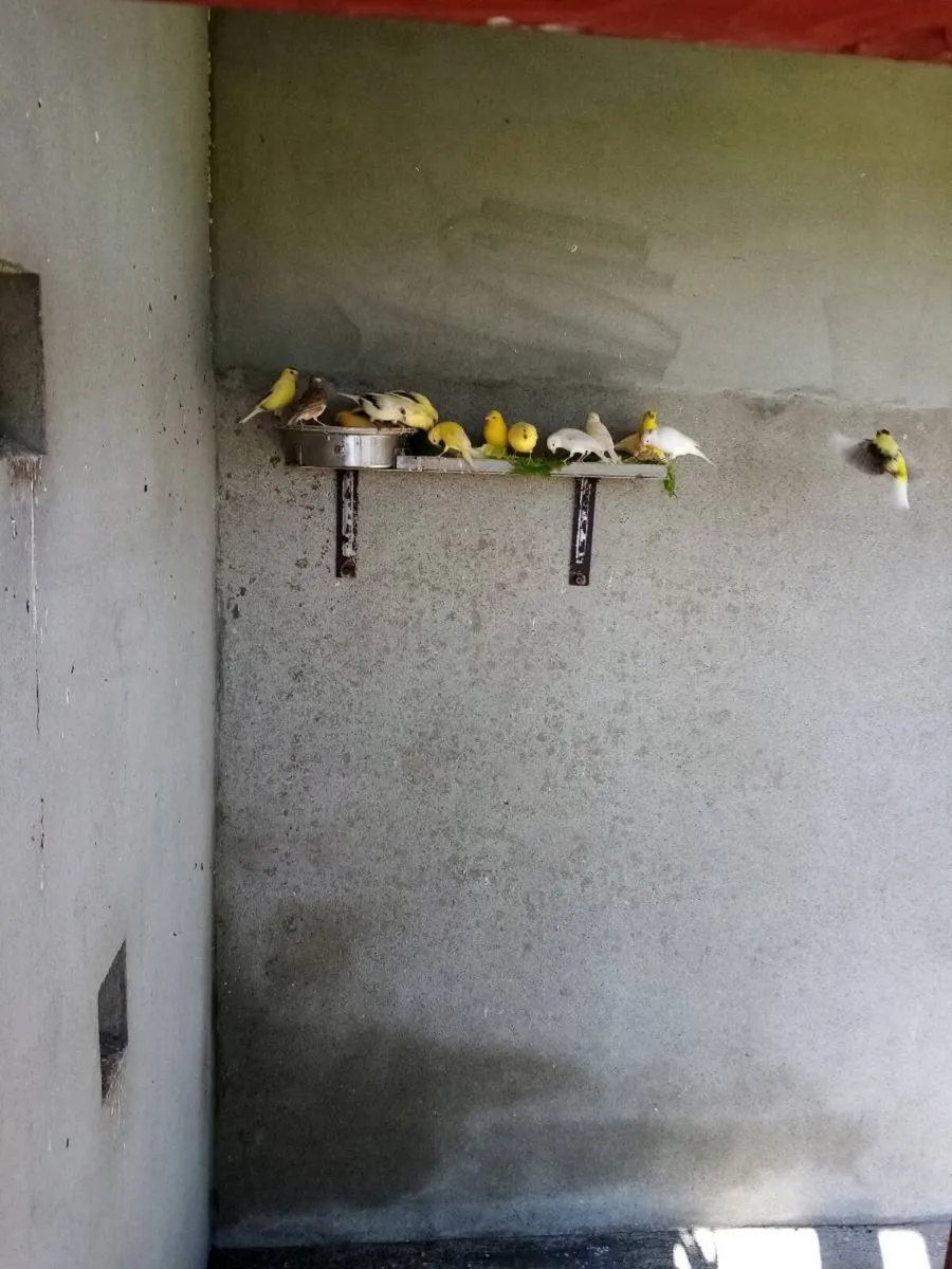 Canaries for sale