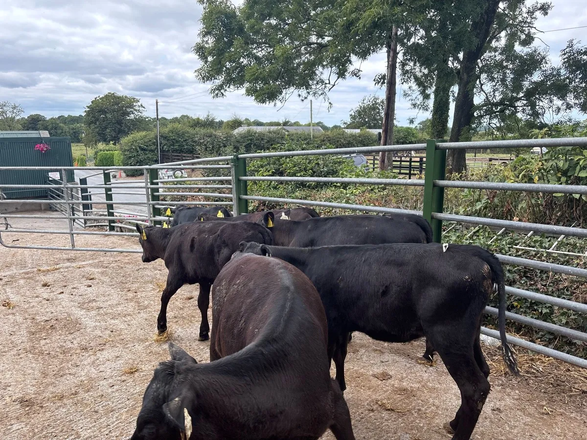 8 super Angus weanling heifers - Image 1