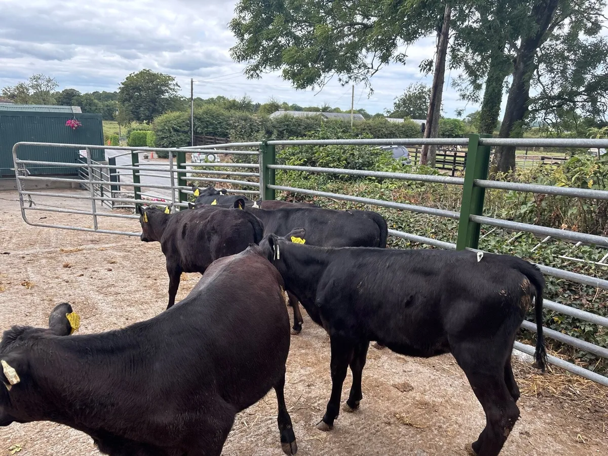 8 super Angus weanling heifers - Image 2