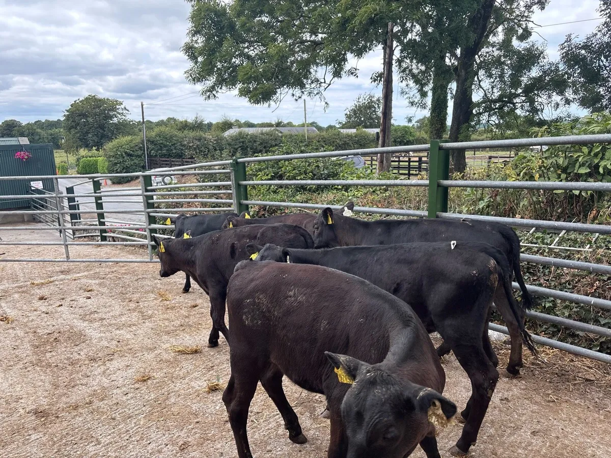 8 super Angus weanling heifers - Image 3