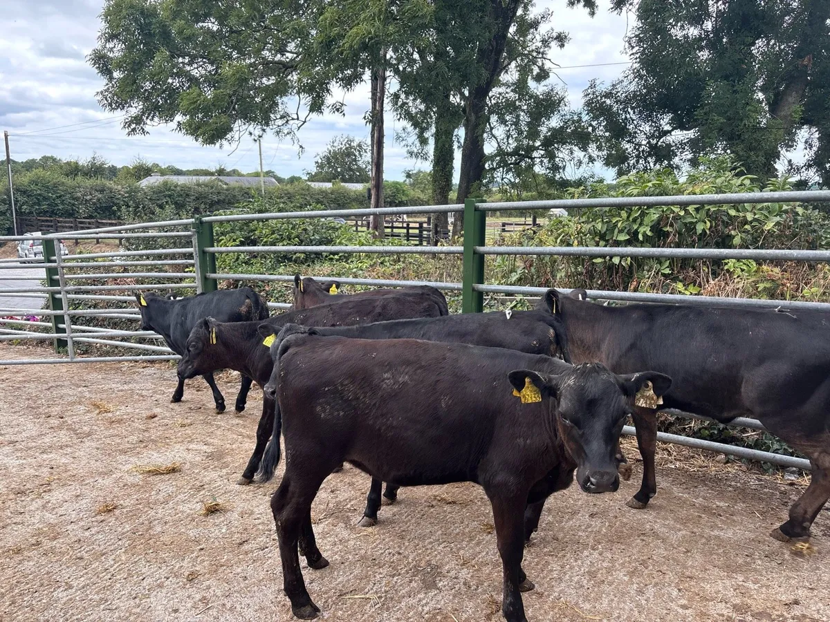 8 super Angus weanling heifers - Image 4