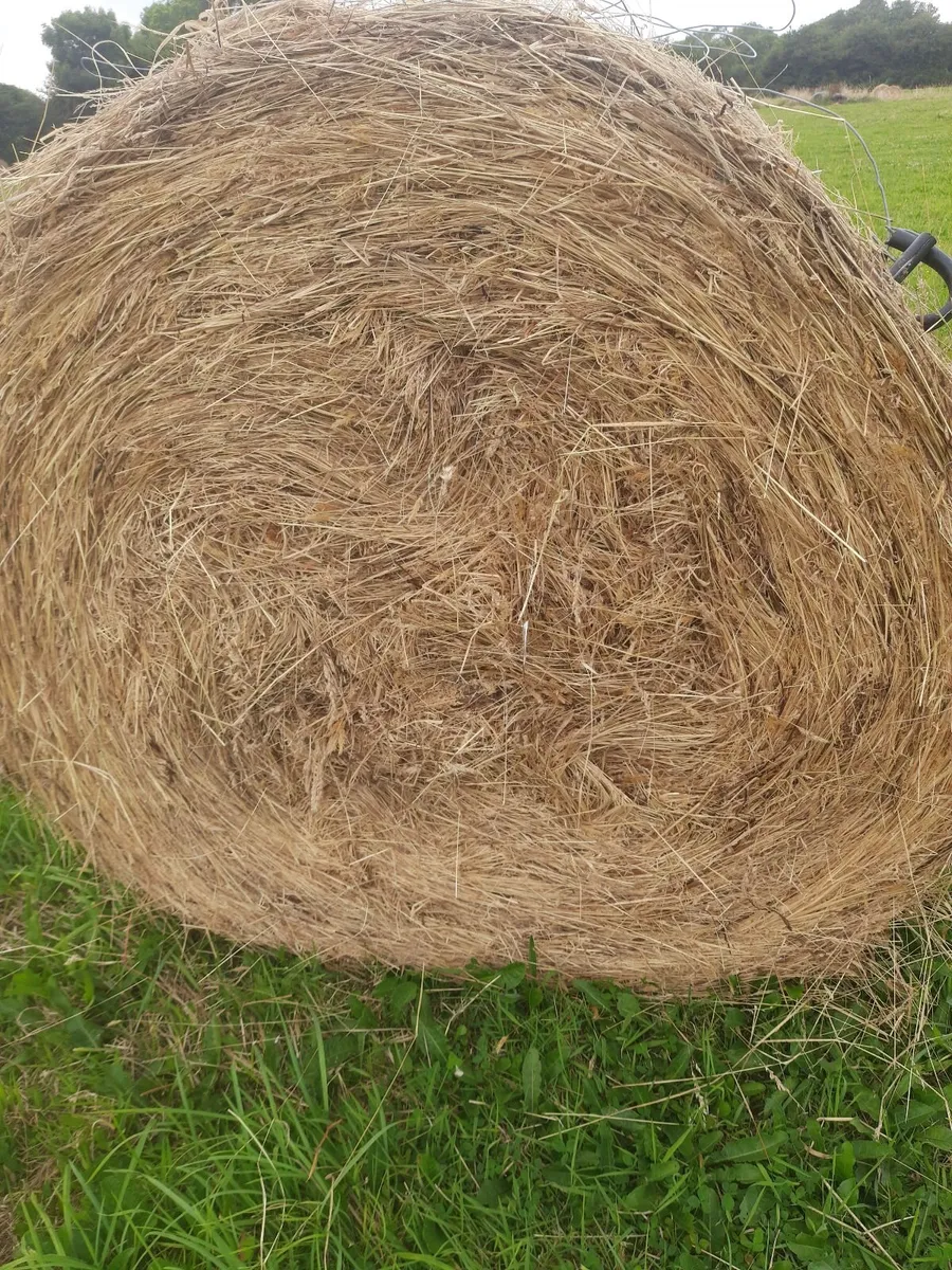 Hay for sale near roadside - Image 1