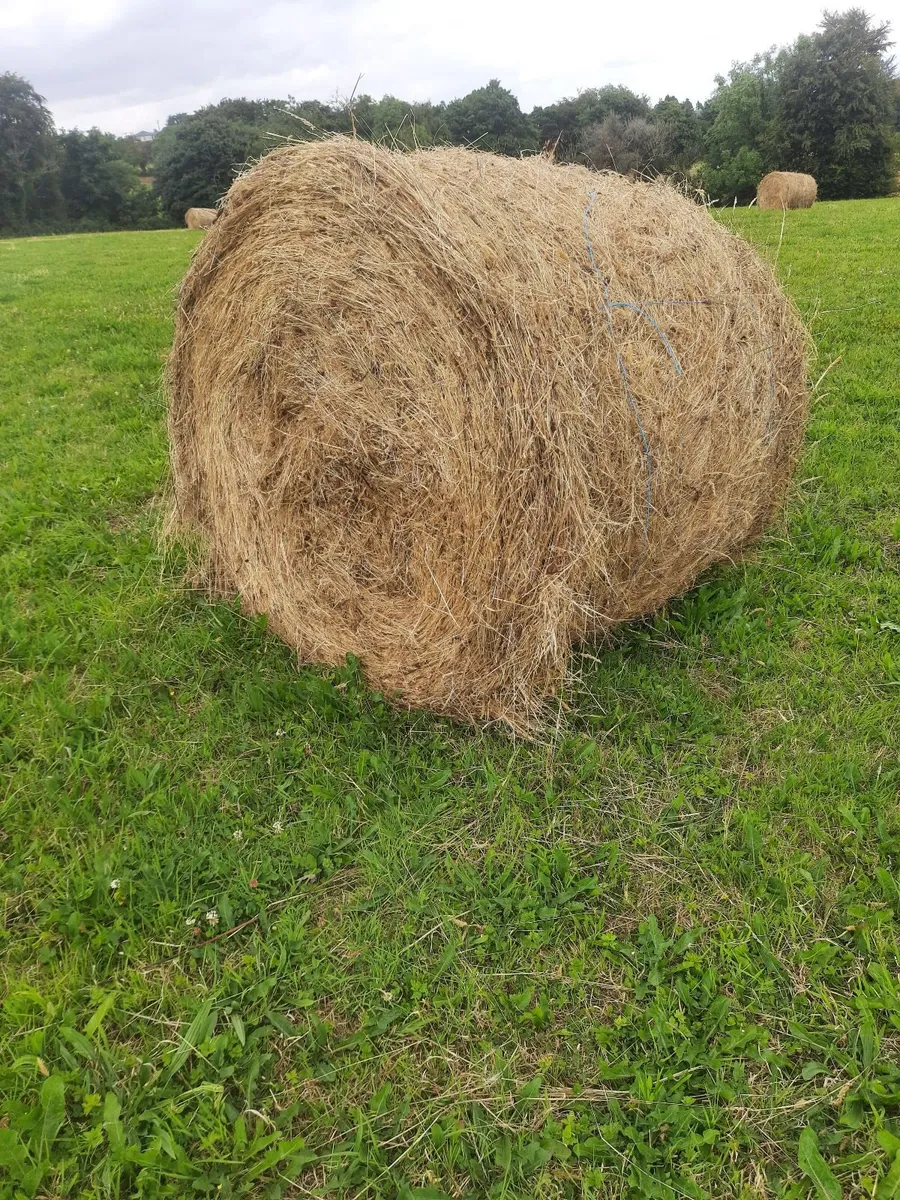 Hay for sale near roadside - Image 4