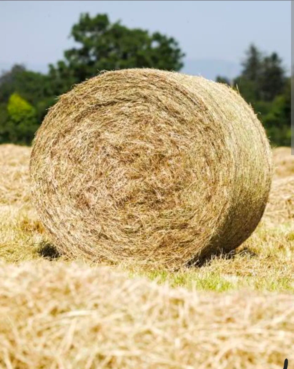 Hay & Silage