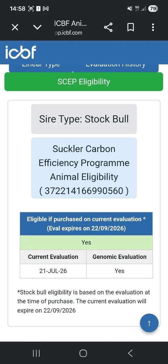 Charolais Bull - Image 4