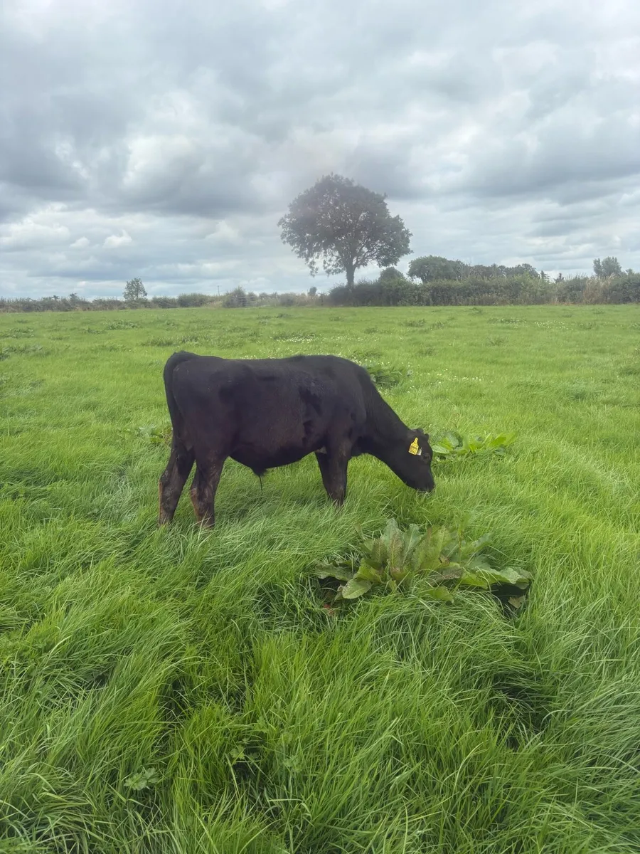 Bull calves - Image 1