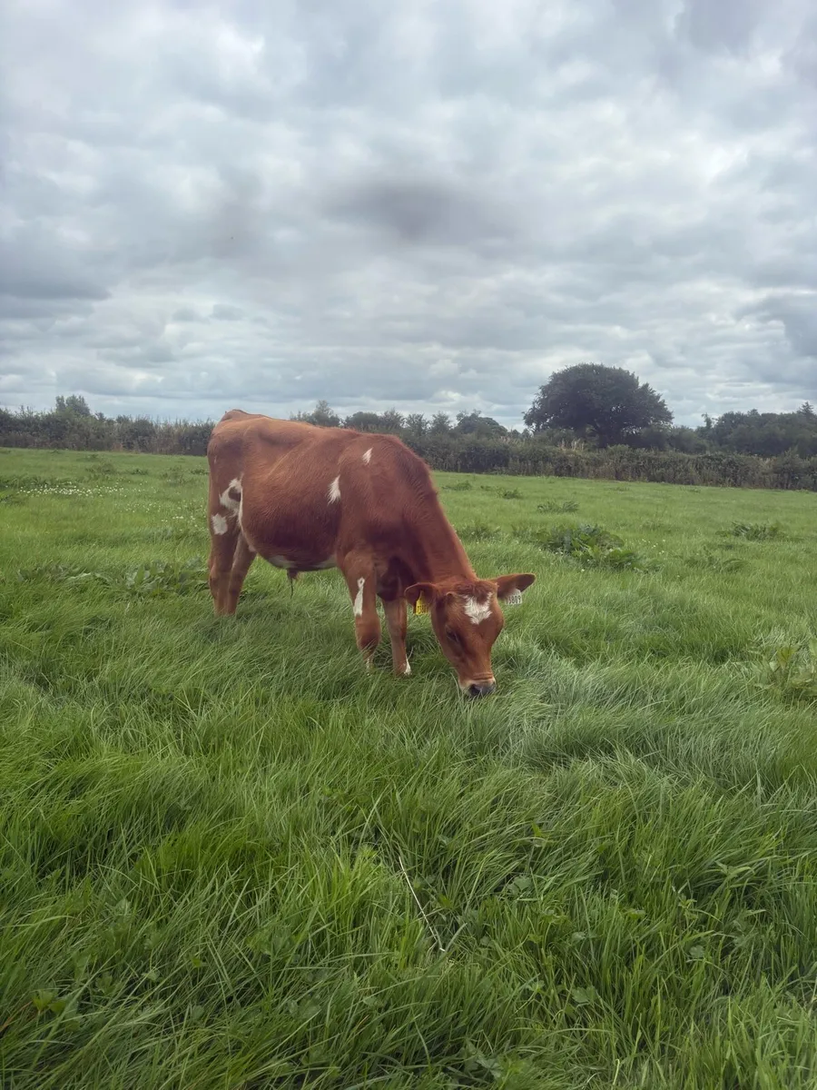 Bull calves - Image 2
