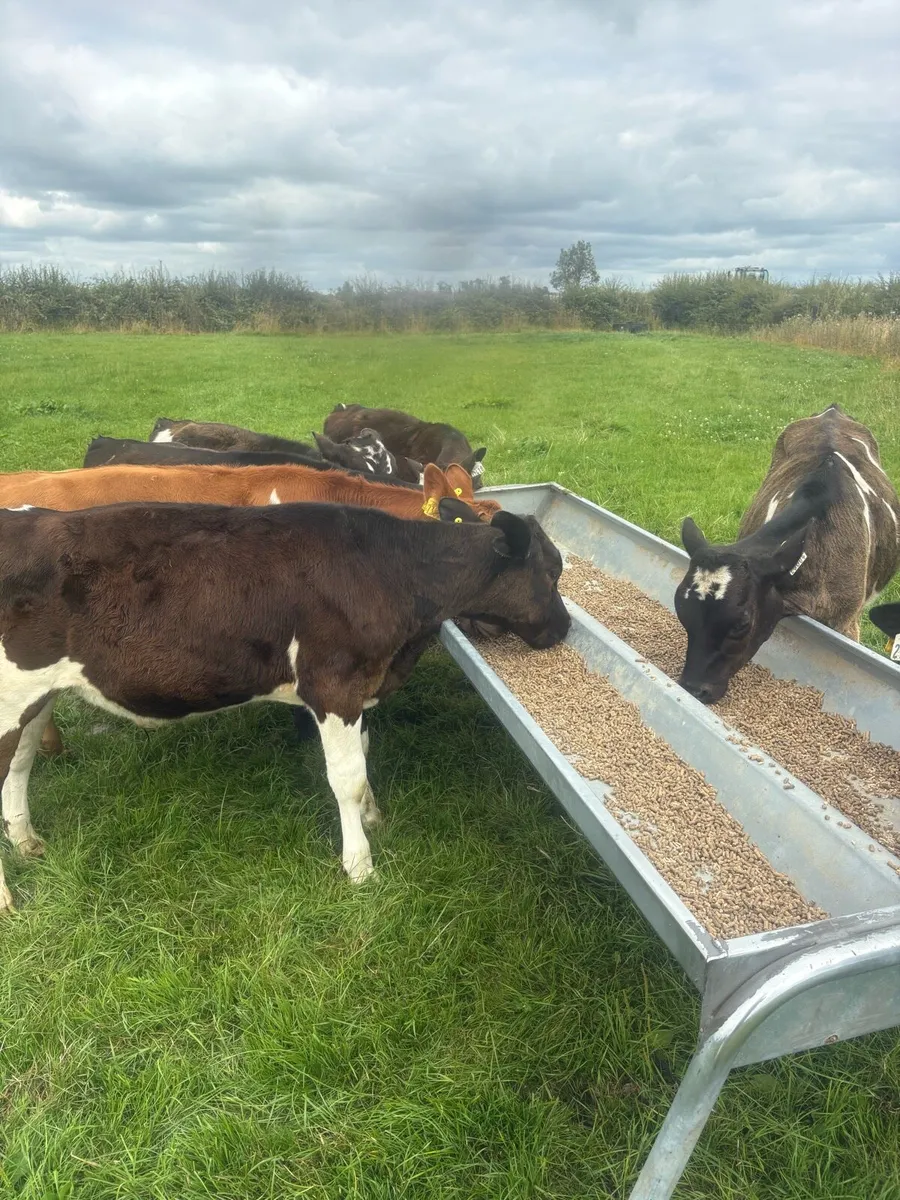 Bull calves - Image 3