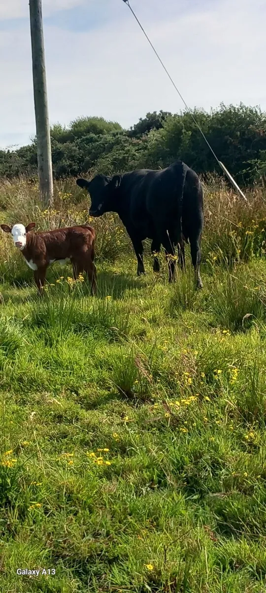 Calved Heifer& Yearling Heifer - Image 1