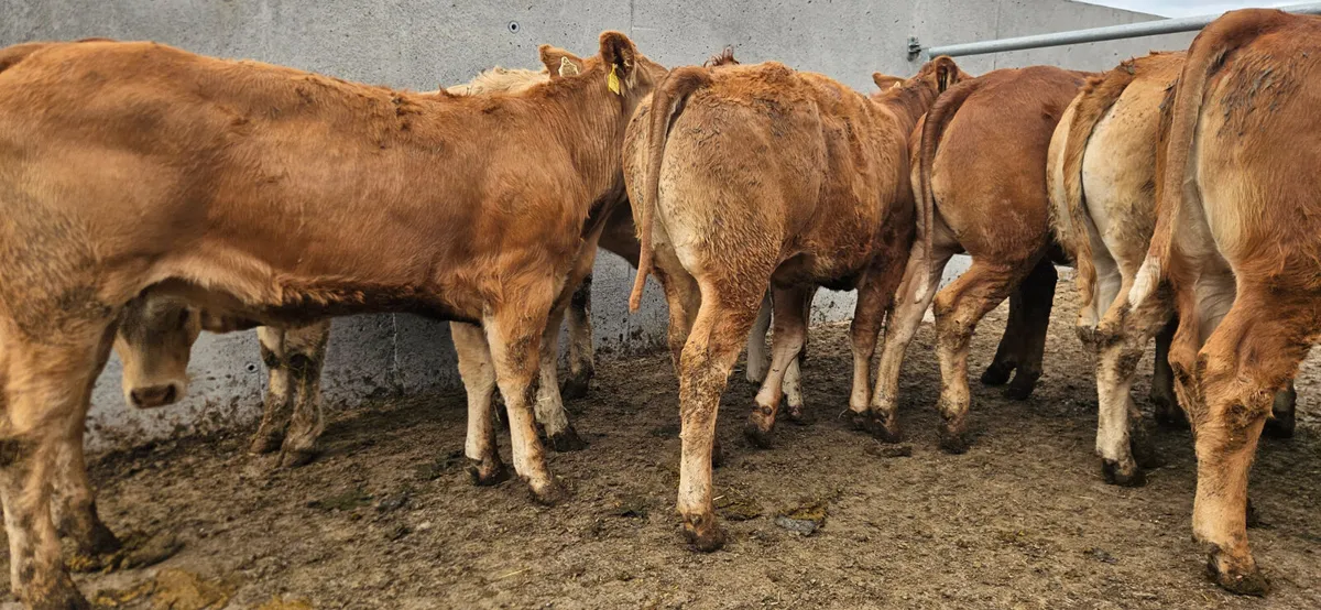 20 Smashing CHX and LMX Heifers. - Image 4
