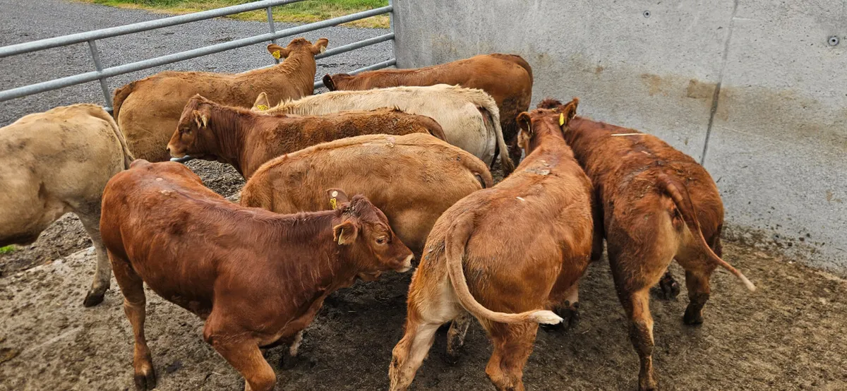 10 Smashing Charolais and Limousin Heifers. - Image 1