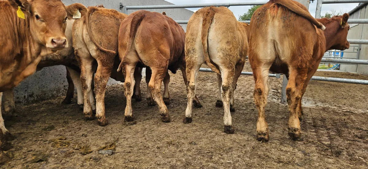 20 Smashing CHX and LMX Heifers. - Image 2