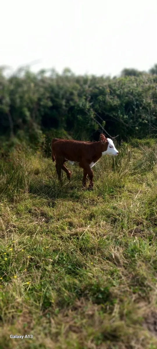Calved Heifer& Yearling Heifer - Image 3