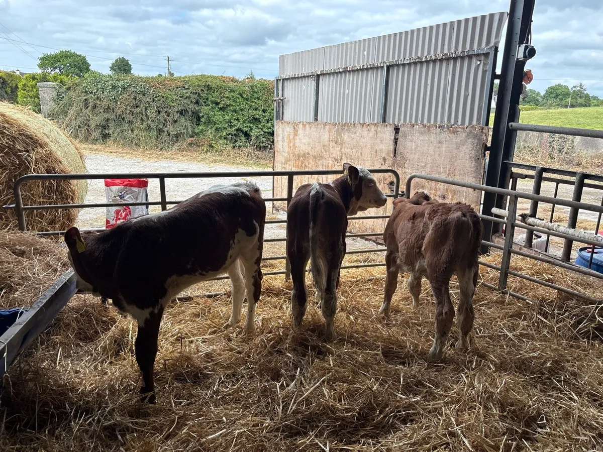 3 super pbnr Simmental heifer calf’s - Image 2