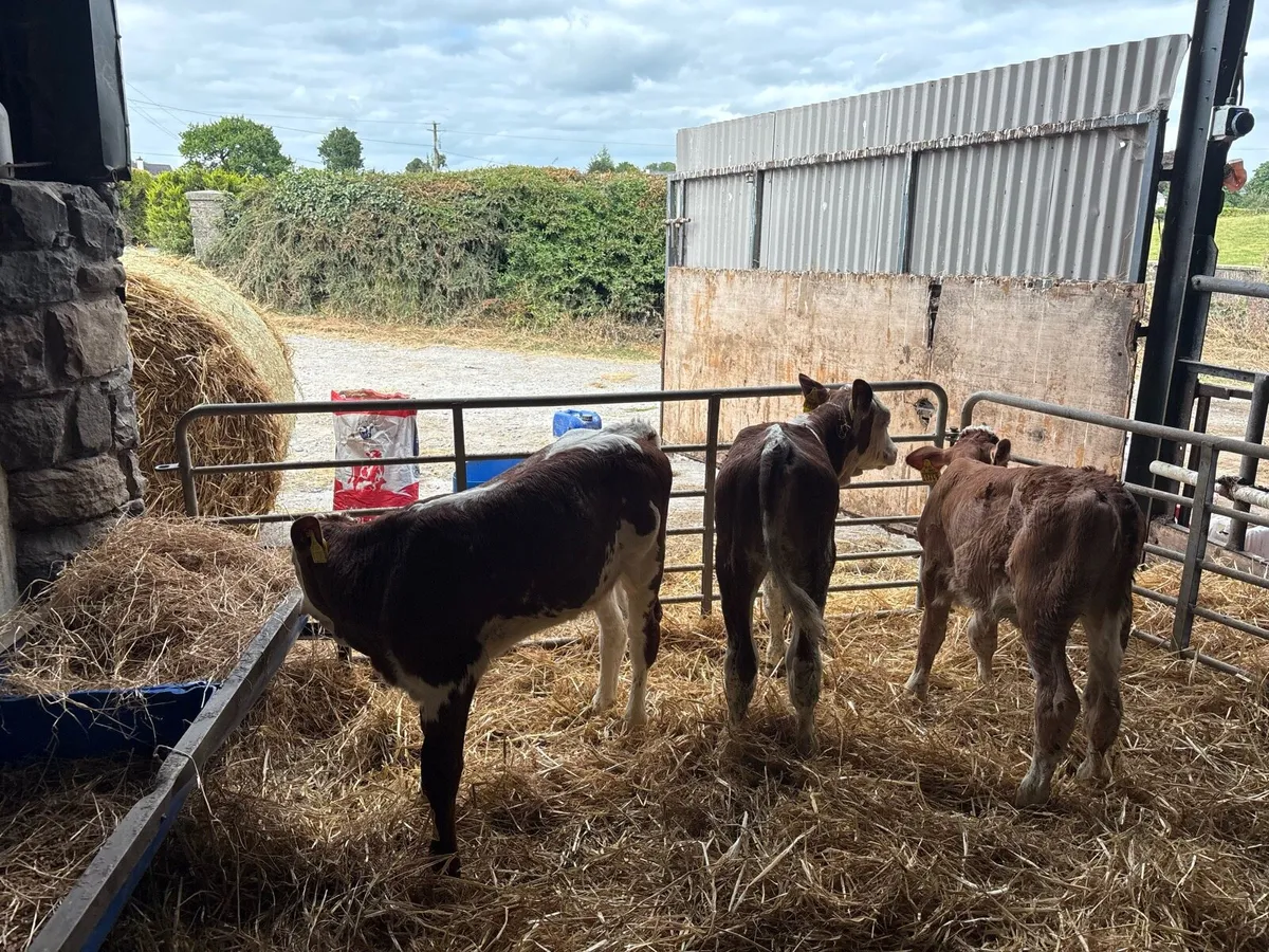 3 super pbnr Simmental heifer calf’s - Image 3