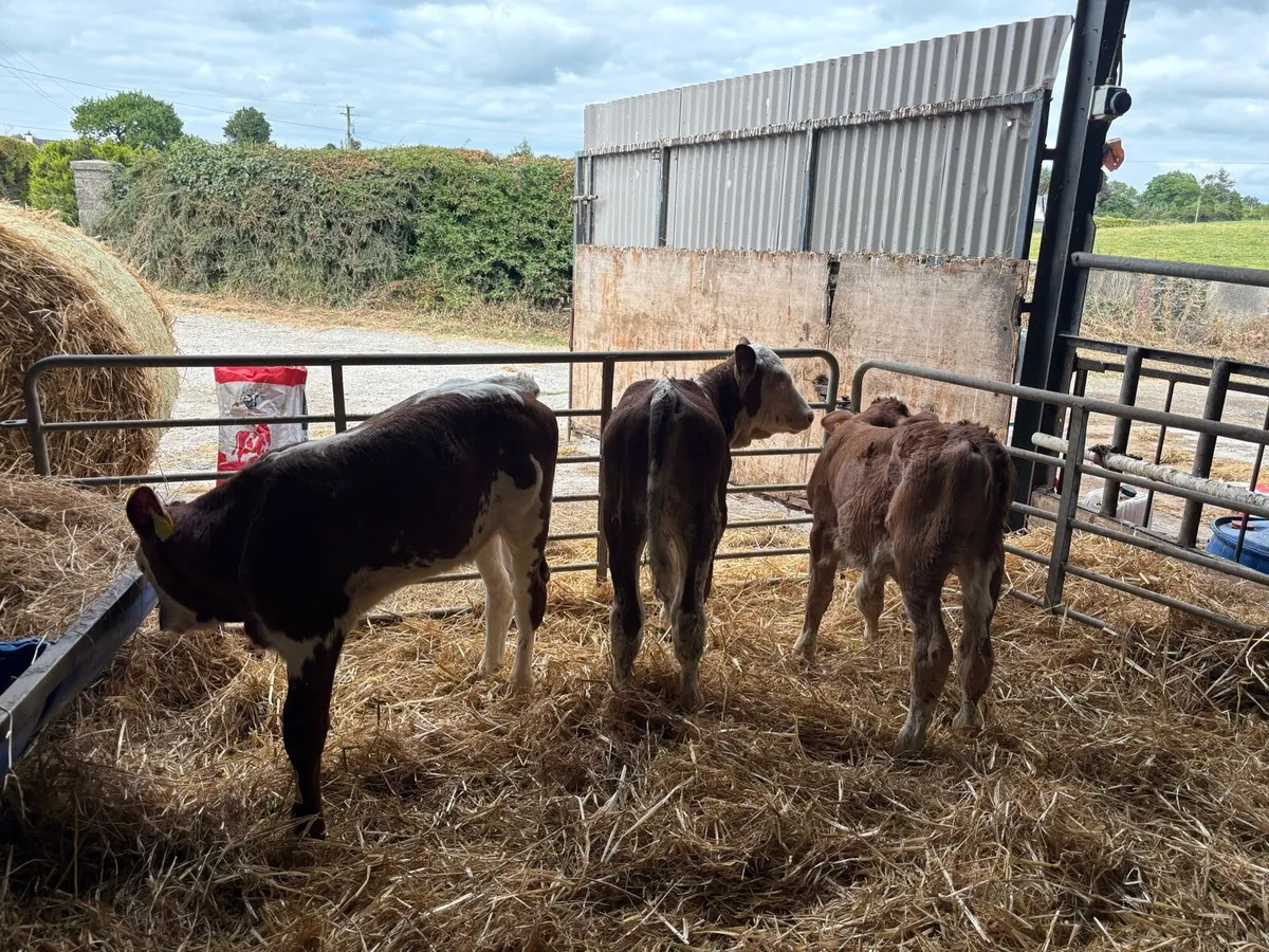 3 super pbnr Simmental heifer calf’s - Image 4