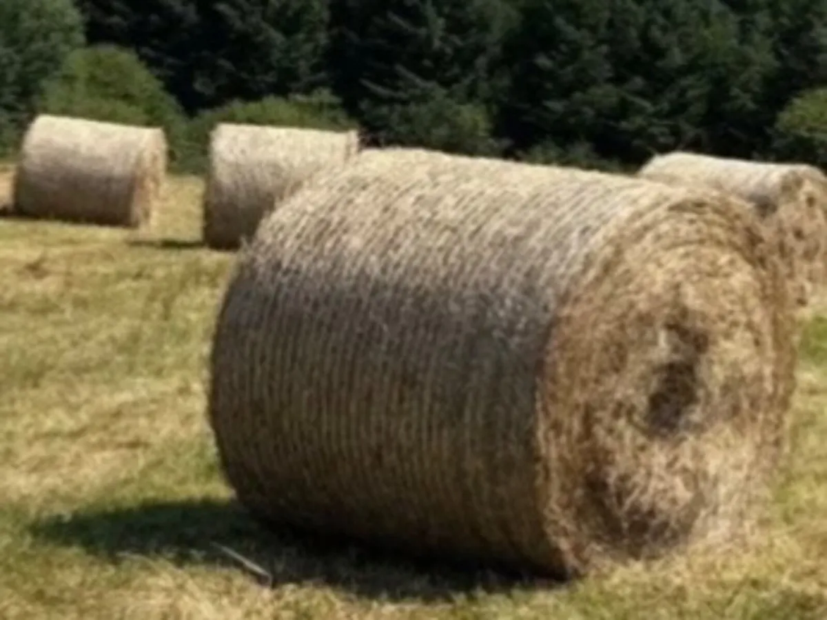 Organic Hay - Image 1