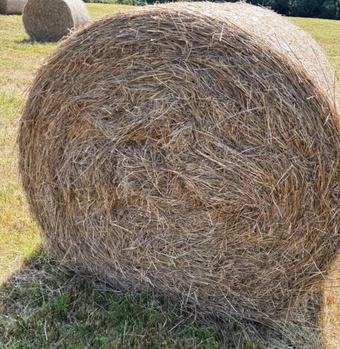 Organic Hay - Image 2