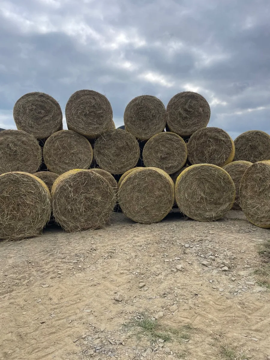 Hay - Image 1
