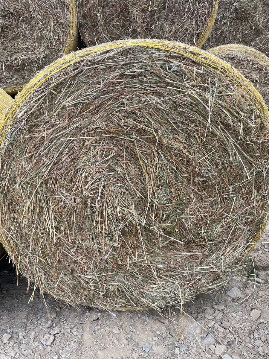 Hay - Image 2