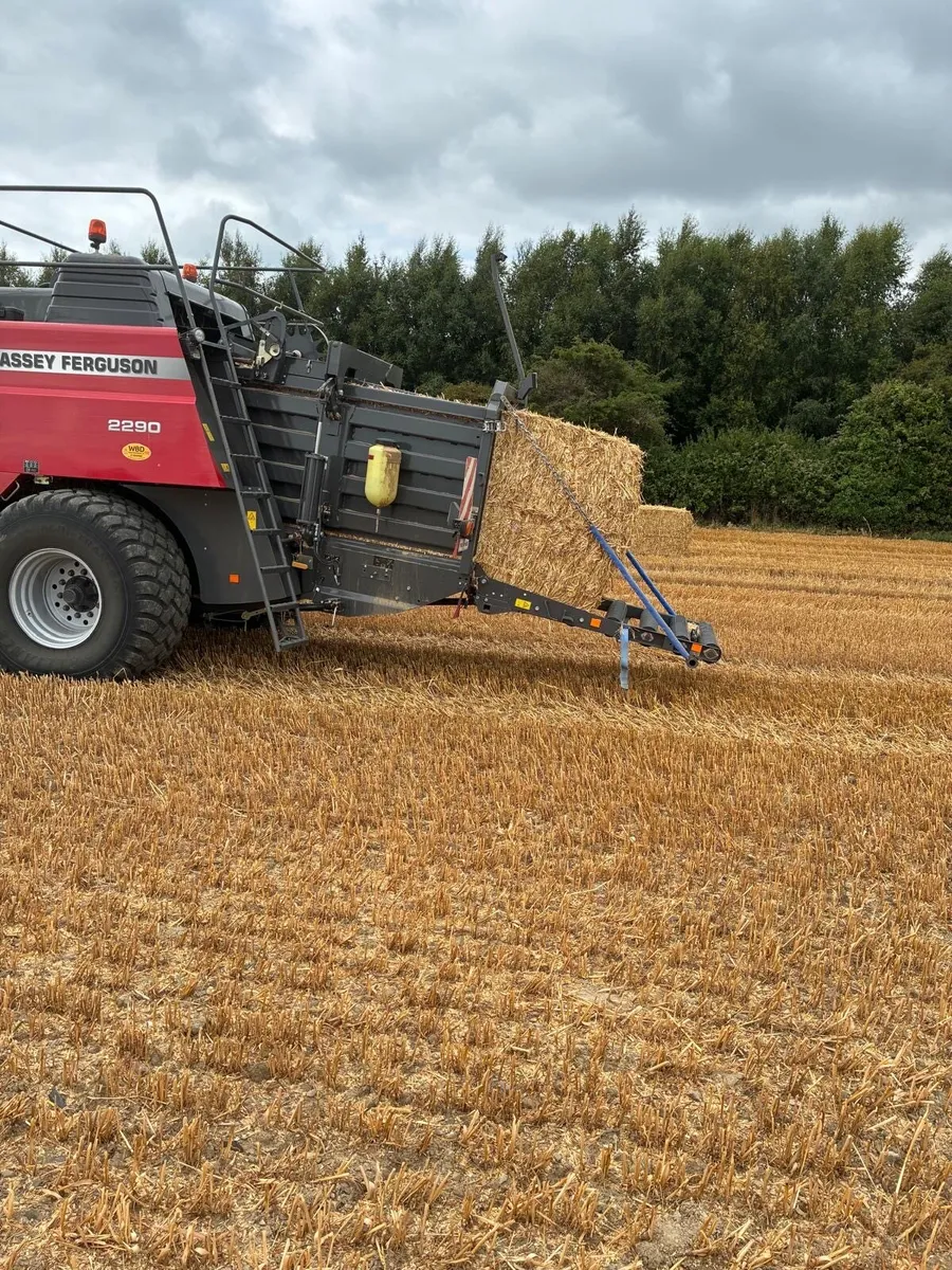 Straw wheat and rye - Image 1