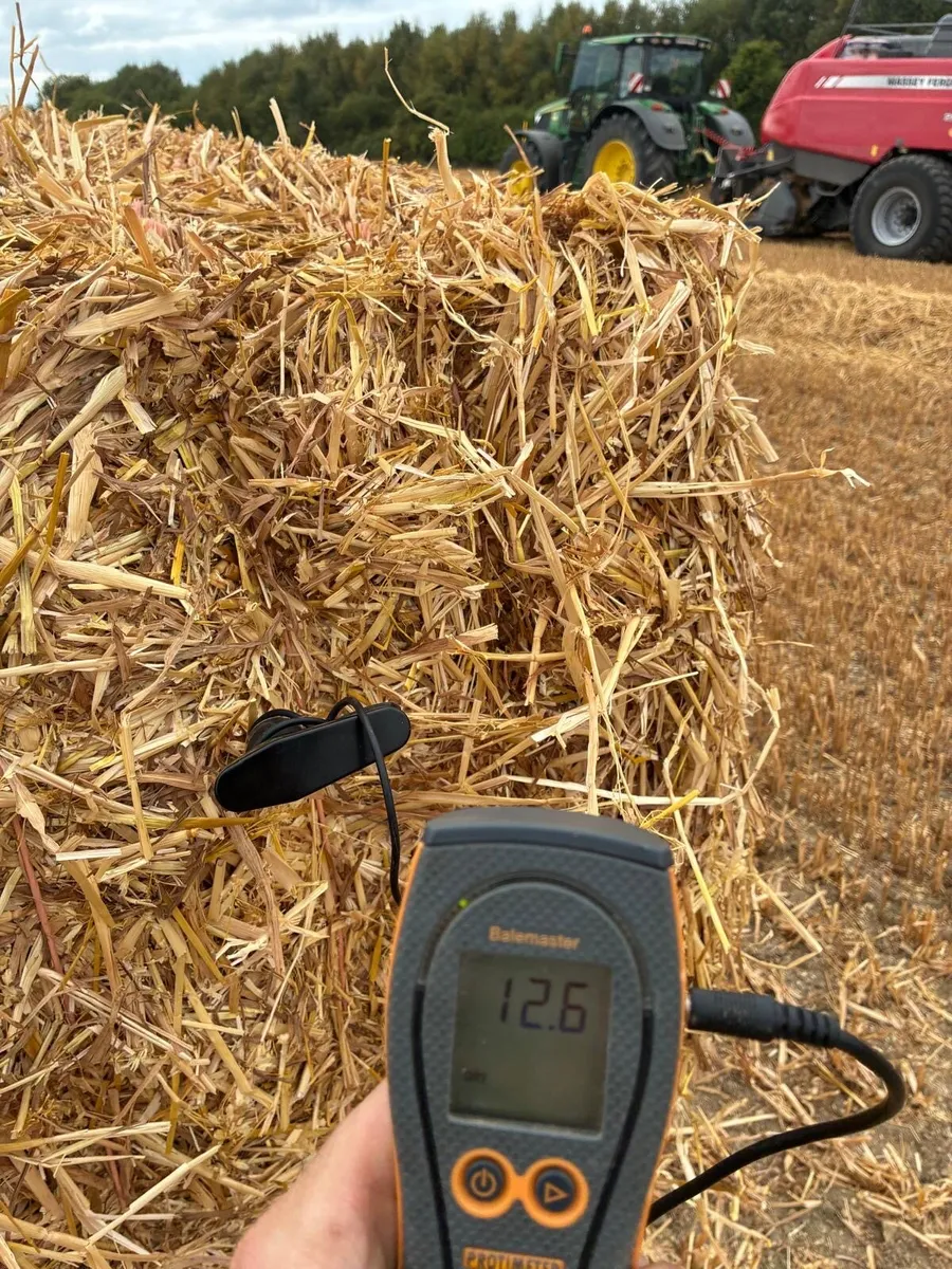 Straw wheat and rye - Image 2