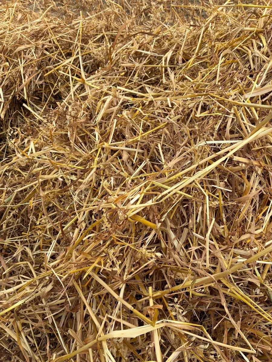 Straw wheat and rye - Image 3
