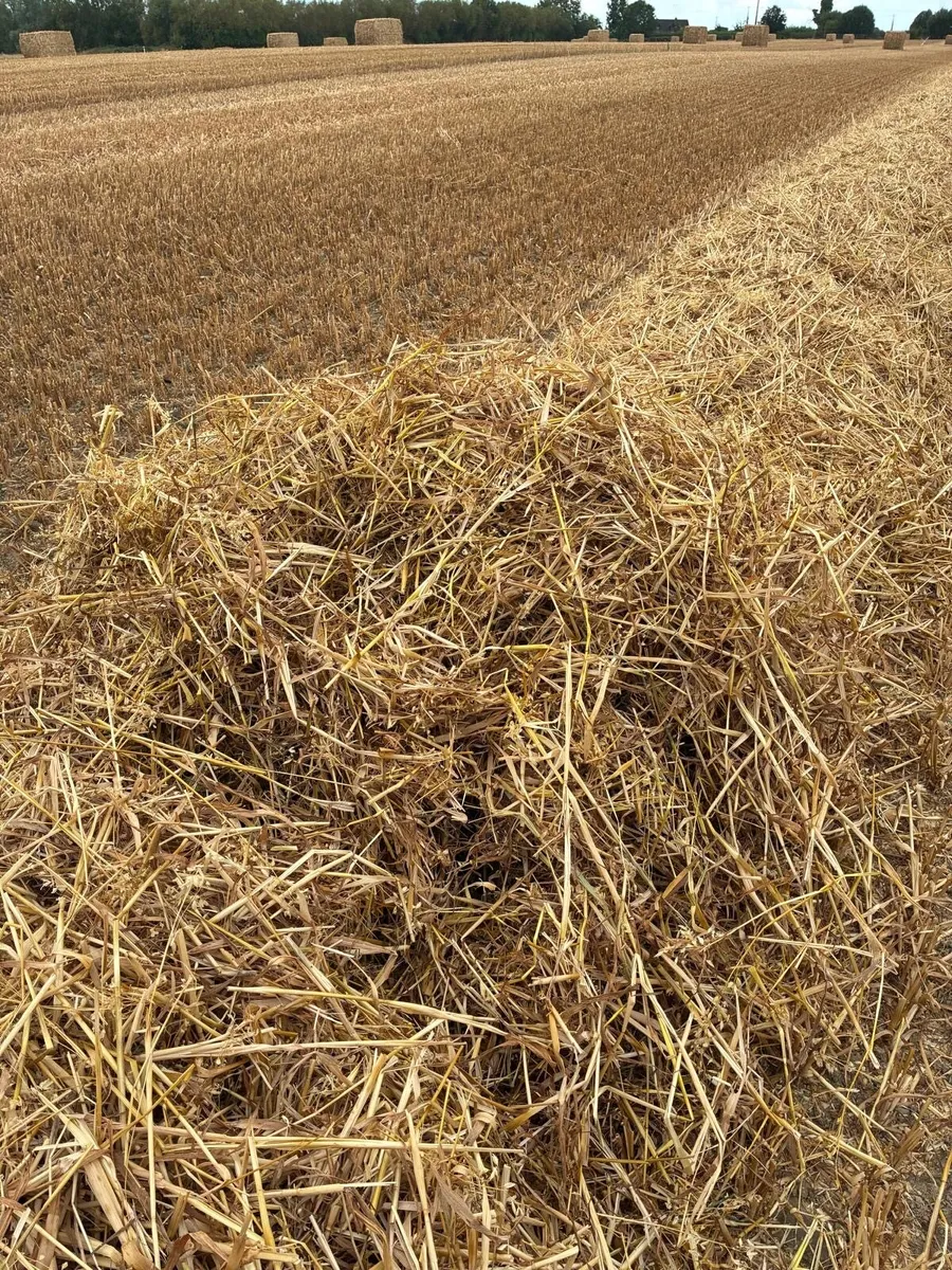 Straw wheat and rye - Image 4