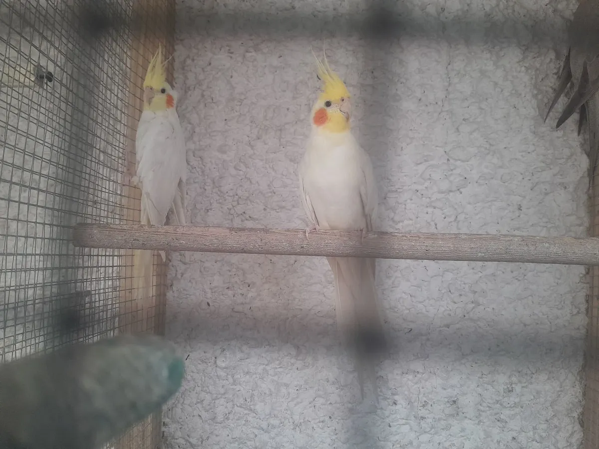 Breeding pair