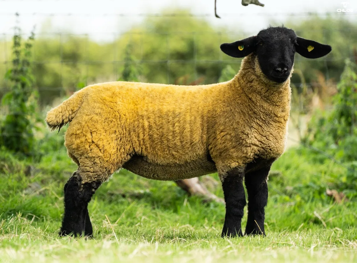 Enniscrone Summer Belles Sale 2026 - Image 4