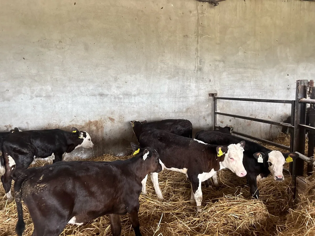 7 super reared Hereford heifers - Image 1