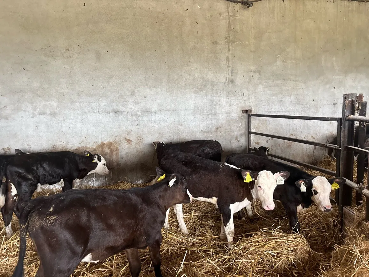 7 super reared Hereford heifers - Image 2